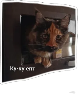 🙈 emoji Пушистые письки Telegram sticker 13 of 37
