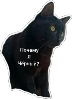 😐 emoji Пушистые письки Telegram sticker 23 of 37