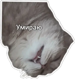 💀 emoji Пушистые письки Telegram sticker 20 of 37