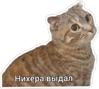 😱 emoji Пушистые письки Telegram sticker 14 of 37
