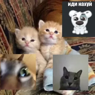 Sticker from дрожжи
