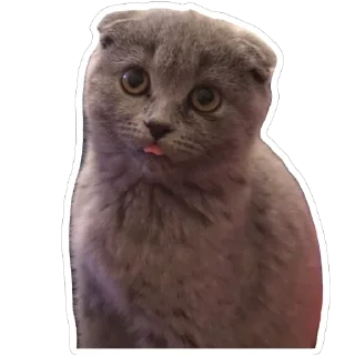 Sticker from Shelby