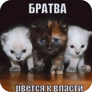 🐱 emoji Котята автор:@ 🐈‍⬛💣📓🎱🔌 Telegram sticker 17 of 51