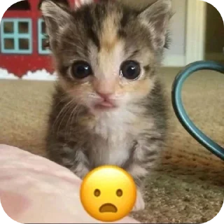 🐱 emoji Котята автор:@ 🐈‍⬛💣📓🎱🔌 Telegram sticker 23 of 51