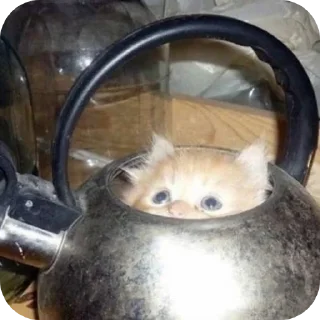 🐱 emoji Котята автор:@ 🐈‍⬛💣📓🎱🔌 Telegram sticker 15 of 51