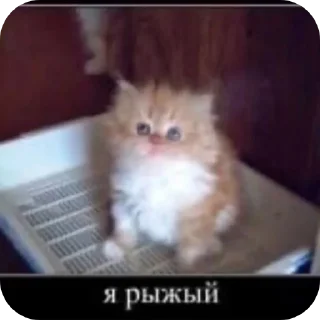 🐱 emoji Котята автор:@ 🐈‍⬛💣📓🎱🔌 Telegram sticker 22 of 51