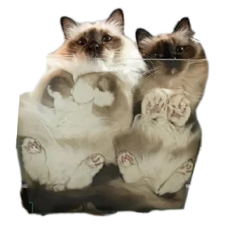 🐱 emoji Котята автор:@ 🐈‍⬛💣📓🎱🔌 Telegram sticker 6 of 51