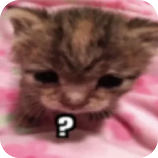 🐱 emoji Котята автор:@ 🐈‍⬛💣📓🎱🔌 Telegram sticker 24 of 51