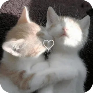 🐱 emoji Котята автор:@ 🐈‍⬛💣📓🎱🔌 Telegram sticker 5 of 51