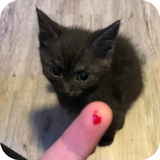🐱 emoji Котята автор:@ 🐈‍⬛💣📓🎱🔌 Telegram sticker 11 of 51