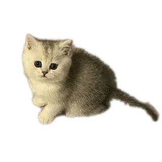 Sticker from Котята автор:@ 🐈‍⬛💣📓🎱🔌