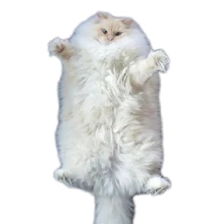 🐱 emoji Котята автор:@ 🐈‍⬛💣📓🎱🔌 Telegram sticker 7 of 51