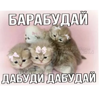 🐱 emoji Котята автор:@ 🐈‍⬛💣📓🎱🔌 Telegram sticker 19 of 51