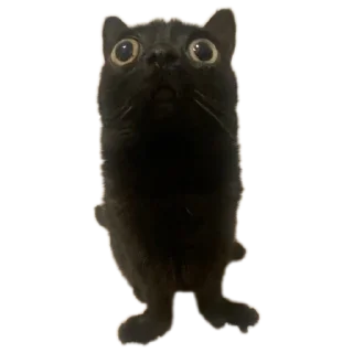 🐱 emoji Котята автор:@ 🐈‍⬛💣📓🎱🔌 Telegram sticker 10 of 51