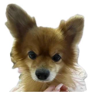 🫥 emoji ко ка Telegram sticker 5 of 26