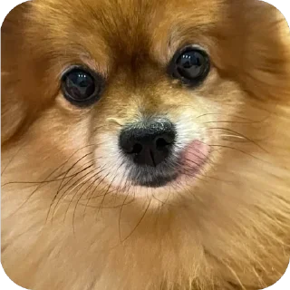 🫥 emoji ко ка Telegram sticker 6 of 26