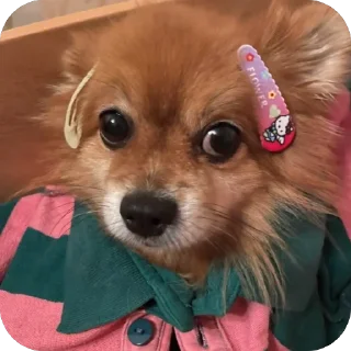 🫥 emoji ко ка Telegram sticker 13 of 26