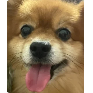 😛 emoji ко ка Telegram sticker 9 of 26