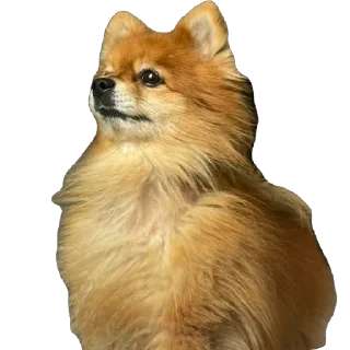 🐶 emoji ко ка Telegram sticker 20 of 26