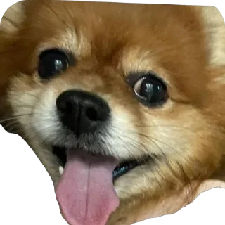 🫥 emoji ко ка Telegram sticker 22 of 26