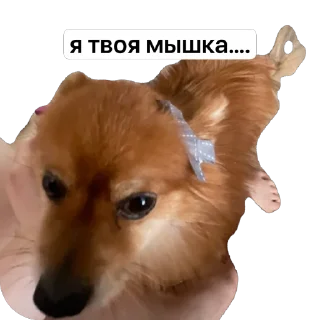 Sticker from ко ка