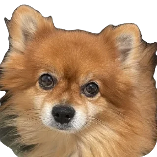 🫥 emoji ко ка Telegram sticker 19 of 26