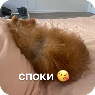 😴 emoji ко ка Telegram sticker 21 of 26