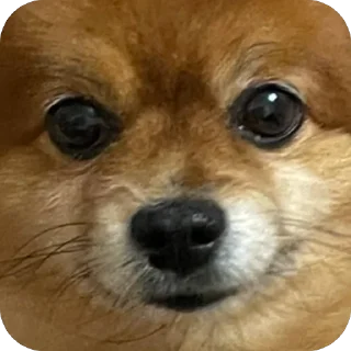🥺 emoji ко ка Telegram sticker 11 of 26