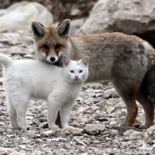 💗 emoji лисята для лисёнка. Telegram sticker 18 of 25
