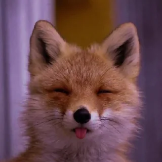 🦊 emoji лисята для лисёнка. Telegram sticker 22 of 25