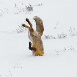 🦊 emoji лисята для лисёнка. Telegram sticker 5 of 25