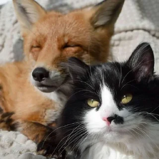 🦊 emoji лисята для лисёнка. Telegram sticker 17 of 25