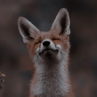 🦊 emoji лисята для лисёнка. Telegram sticker 14 of 25