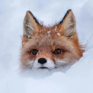 🦊 emoji лисята для лисёнка. Telegram sticker 19 of 25