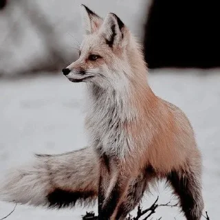 🦊 emoji лисята для лисёнка. Telegram sticker 11 of 25