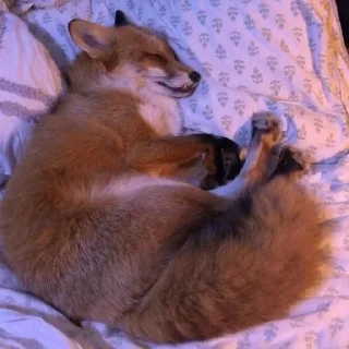 🦊 emoji лисята для лисёнка. Telegram sticker 10 of 25