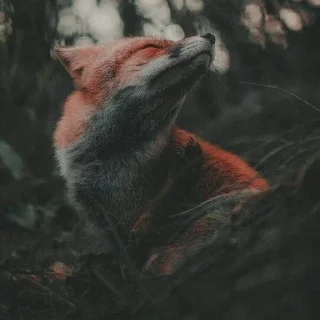 🦊 emoji лисята для лисёнка. Telegram sticker 6 of 25
