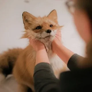 🦊 emoji лисята для лисёнка. Telegram sticker 20 of 25