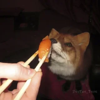 🦊 emoji лисята для лисёнка. Telegram sticker 21 of 25