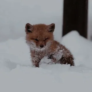 🦊 emoji лисята для лисёнка. Telegram sticker 12 of 25