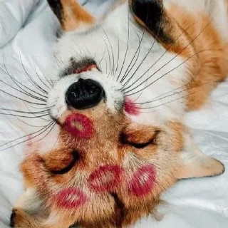 🦊 emoji лисята для лисёнка. Telegram sticker 16 of 25