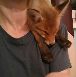 🦊 emoji лисята для лисёнка. Telegram sticker 1 of 25