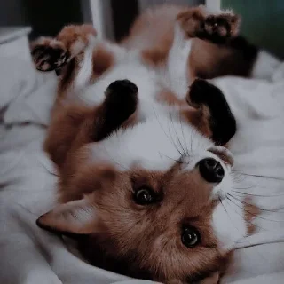 🦊 emoji лисята для лисёнка. Telegram sticker 8 of 25