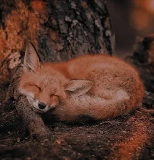 🦊 emoji лисята для лисёнка. Telegram sticker 13 of 25