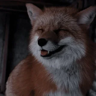 🦊 emoji лисята для лисёнка. Telegram sticker 7 of 25