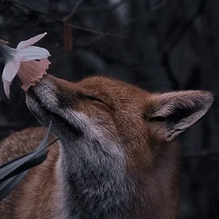 🦊 emoji лисята для лисёнка. Telegram sticker 15 of 25