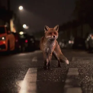 🦊 emoji лисята для лисёнка. Telegram sticker 4 of 25