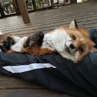 🦊 emoji лисята для лисёнка. Telegram sticker 24 of 25