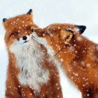 🦊 emoji лисята для лисёнка. Telegram sticker 9 of 25