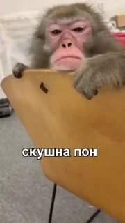 🐒 emoji Лучшие стикеры: @animstiker Telegram sticker 15 of 50
